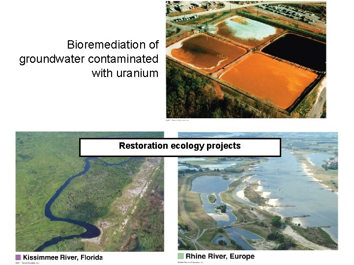 Bioremediation of groundwater contaminated with uranium Restoration ecology projects 
