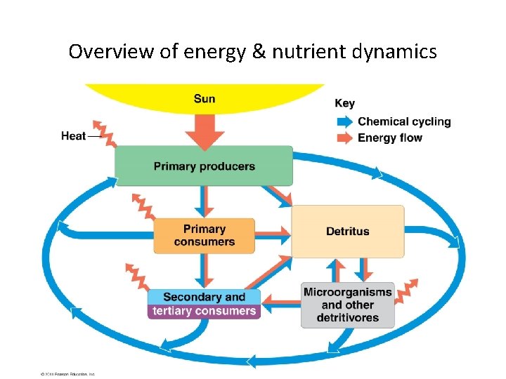 Overview of energy & nutrient dynamics 