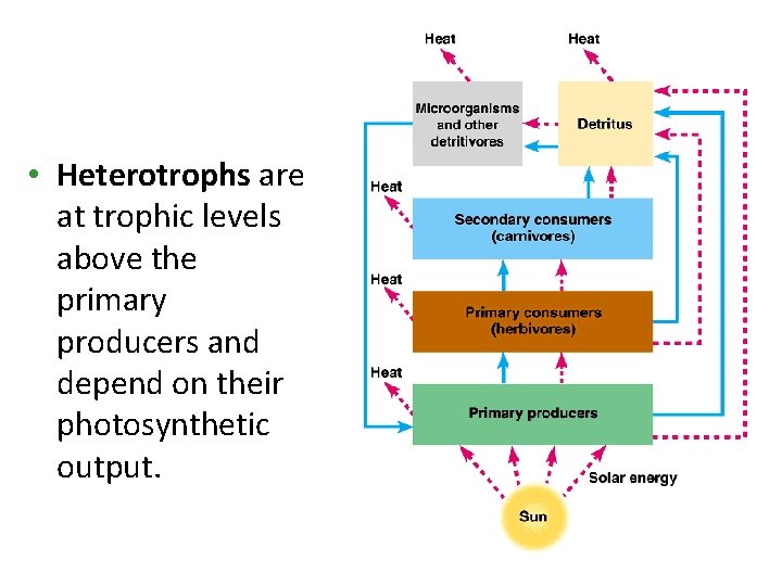  • Heterotrophs are at trophic levels above the primary producers and depend on