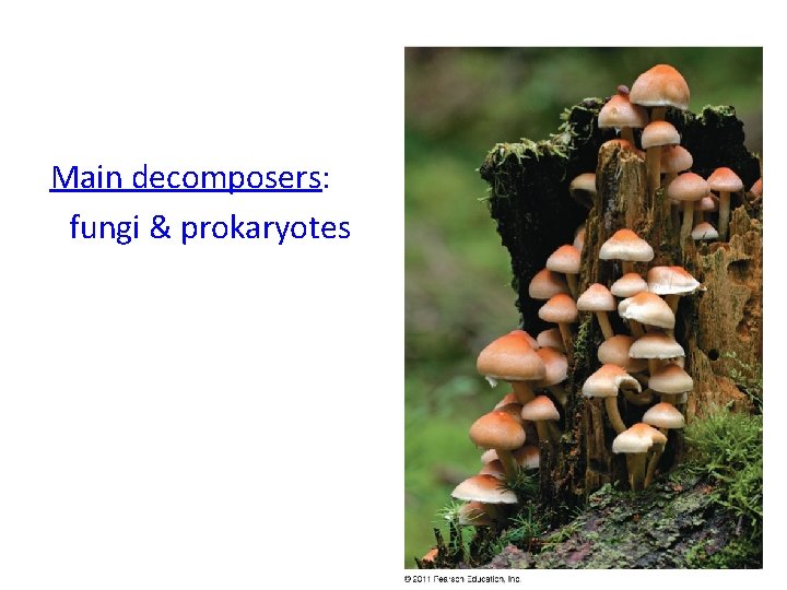 Main decomposers: fungi & prokaryotes 