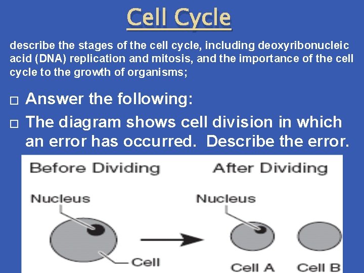Cell Cycle describe the stages of the cell cycle, including deoxyribonucleic acid (DNA) replication