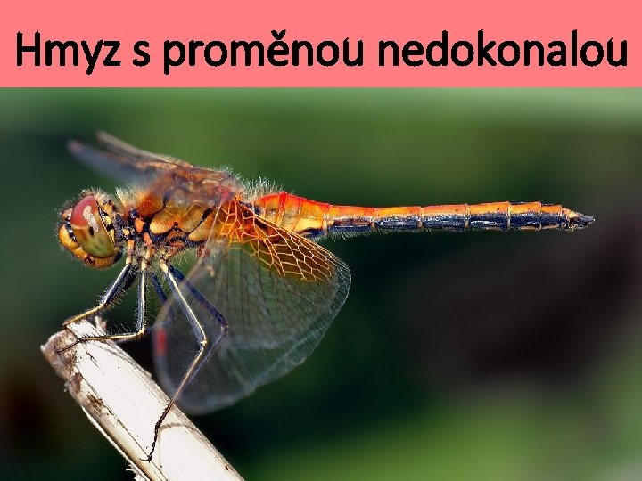 Hmyz s proměnou nedokonalou 