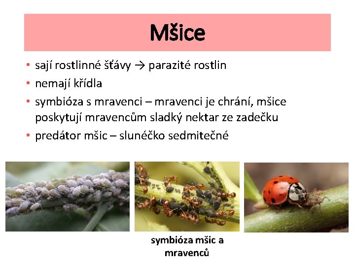 Mšice • sají rostlinné šťávy → parazité rostlin • nemají křídla • symbióza s