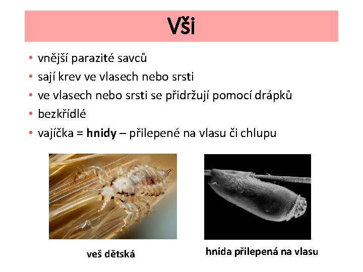 Vši • • • vnější parazité savců sají krev ve vlasech nebo srsti se