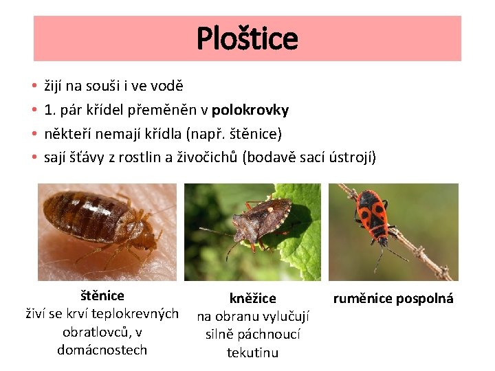 Ploštice • • žijí na souši i ve vodě 1. pár křídel přeměněn v