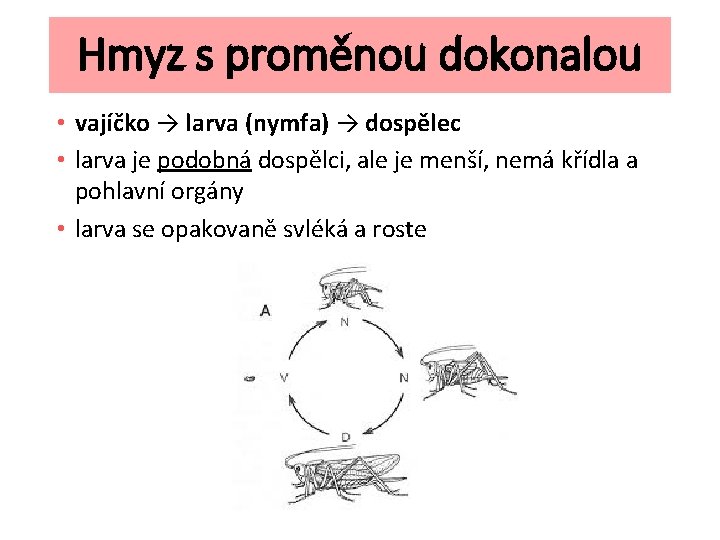 Hmyz s proměnou dokonalou • vajíčko → larva (nymfa) → dospělec • larva je