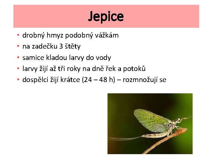 Jepice • • • drobný hmyz podobný vážkám na zadečku 3 štěty samice kladou