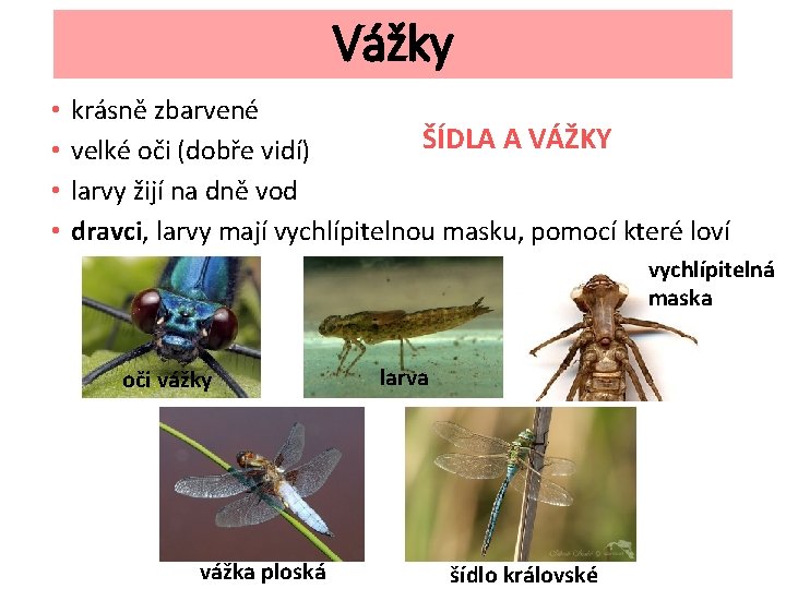 Vážky • • krásně zbarvené ŠÍDLA A VÁŽKY velké oči (dobře vidí) larvy žijí