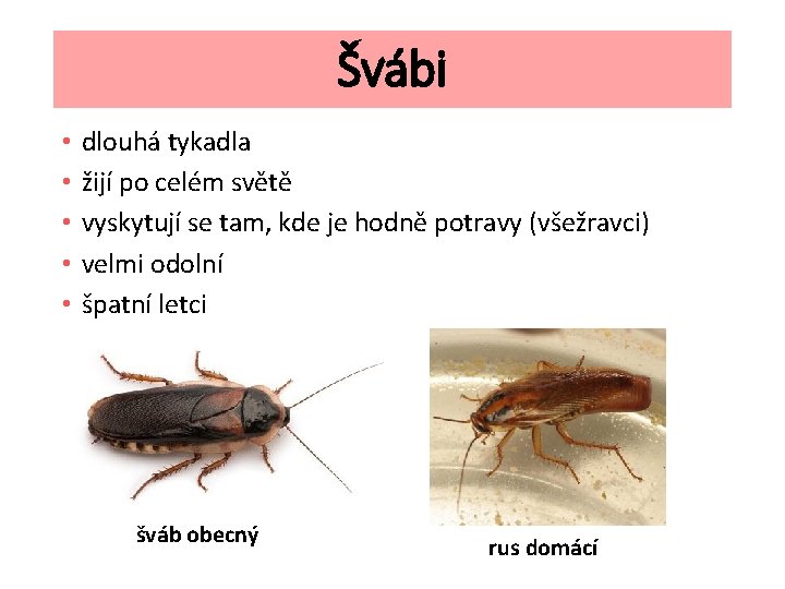 Švábi • • • dlouhá tykadla žijí po celém světě vyskytují se tam, kde