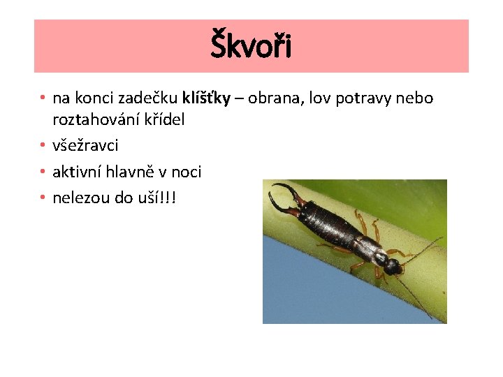 Škvoři • na konci zadečku klíšťky – obrana, lov potravy nebo roztahování křídel •