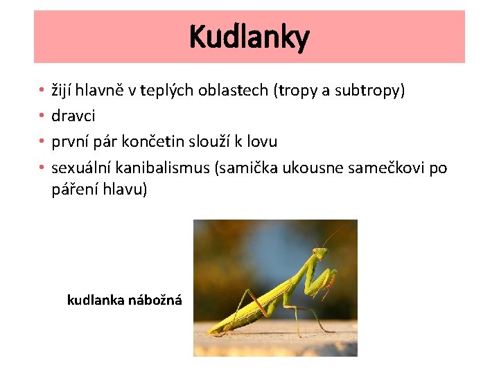 Kudlanky • • žijí hlavně v teplých oblastech (tropy a subtropy) dravci první pár