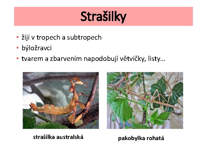 Strašilky • žijí v tropech a subtropech • býložravci • tvarem a zbarvením napodobují