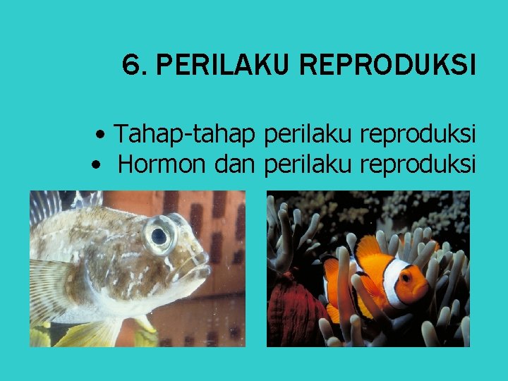 6. PERILAKU REPRODUKSI • Tahap-tahap perilaku reproduksi • Hormon dan perilaku reproduksi 