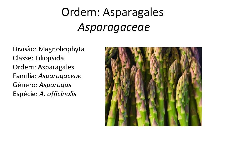Ordem: Asparagales Asparagaceae Divisão: Magnoliophyta Classe: Liliopsida Ordem: Asparagales Família: Asparagaceae Gênero: Asparagus Espécie: