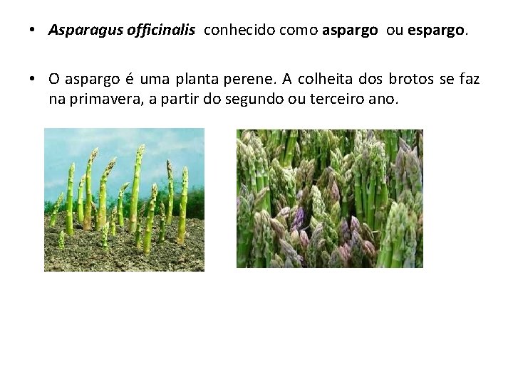  • Asparagus officinalis conhecido como aspargo ou espargo. • O aspargo é uma