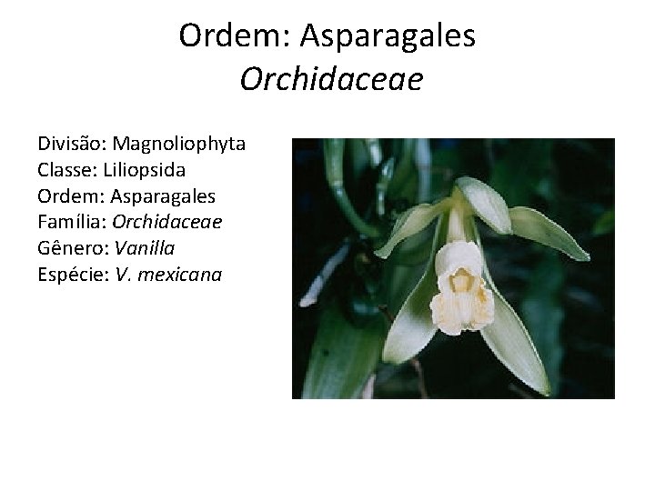 Ordem: Asparagales Orchidaceae Divisão: Magnoliophyta Classe: Liliopsida Ordem: Asparagales Família: Orchidaceae Gênero: Vanilla Espécie: