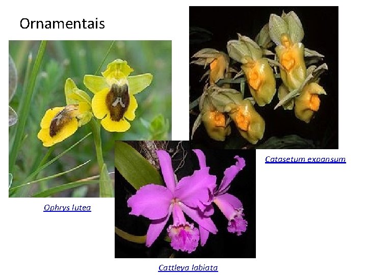 Ornamentais Catasetum expansum Ophrys lutea Cattleya labiata 