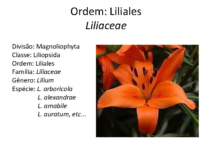 Ordem: Liliales Liliaceae Divisão: Magnoliophyta Classe: Liliopsida Ordem: Liliales Família: Liliaceae Gênero: Lilium Espécie: