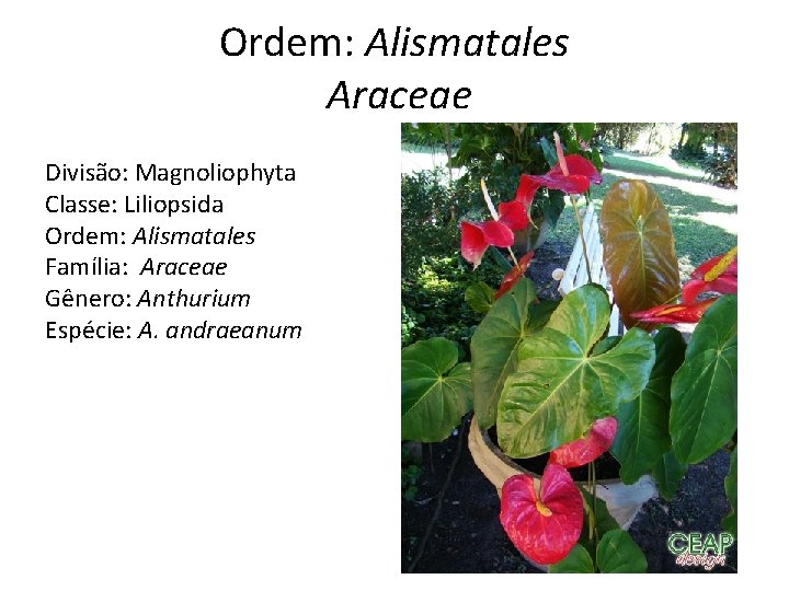 Ordem: Alismatales Araceae Divisão: Magnoliophyta Classe: Liliopsida Ordem: Alismatales Família: Araceae Gênero: Anthurium Espécie: