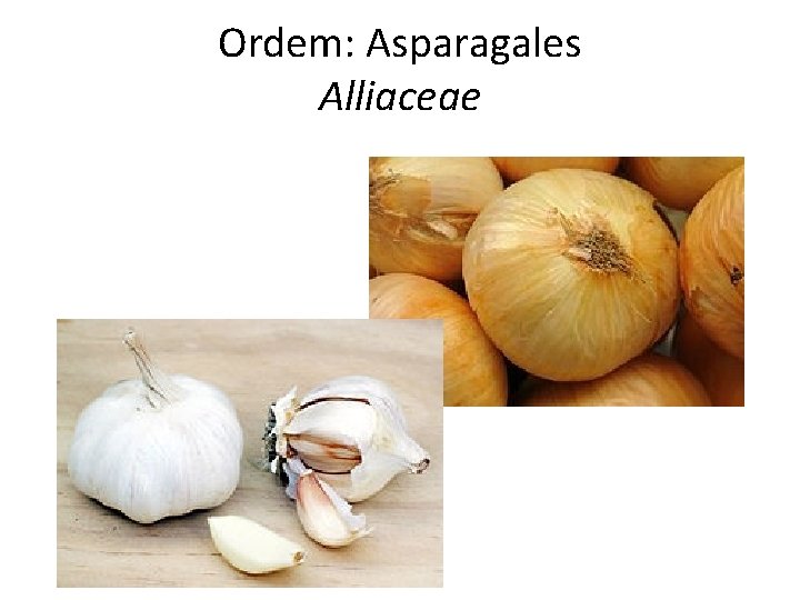 Ordem: Asparagales Alliaceae 