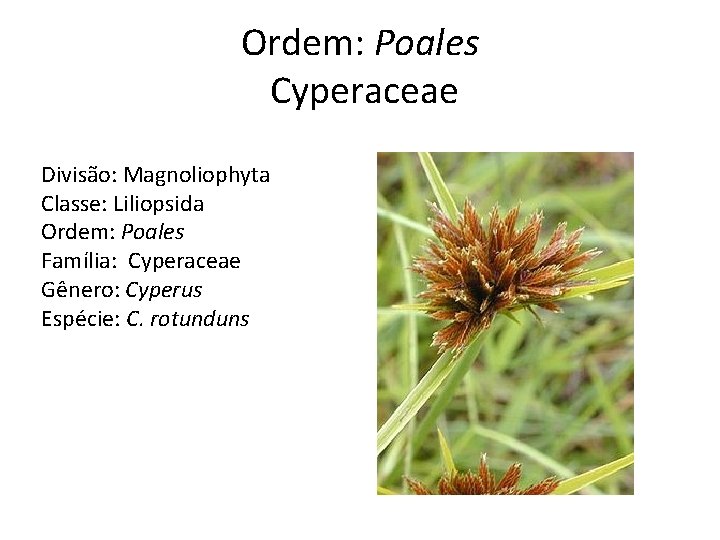 Ordem: Poales Cyperaceae Divisão: Magnoliophyta Classe: Liliopsida Ordem: Poales Família: Cyperaceae Gênero: Cyperus Espécie: