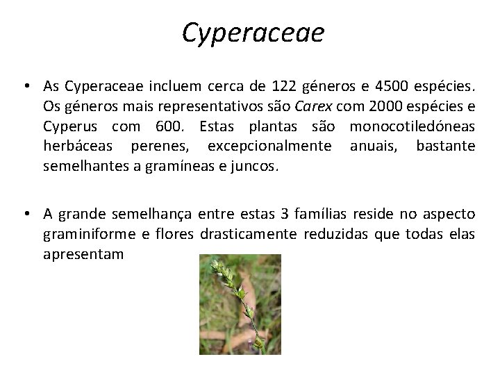 Cyperaceae • As Cyperaceae incluem cerca de 122 géneros e 4500 espécies. Os géneros