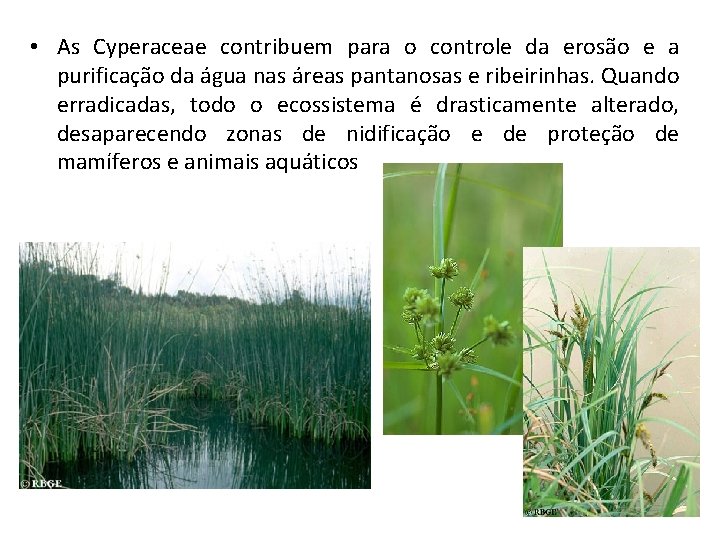  • As Cyperaceae contribuem para o controle da erosão e a purificação da