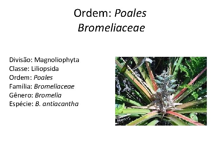 Ordem: Poales Bromeliaceae Divisão: Magnoliophyta Classe: Liliopsida Ordem: Poales Família: Bromeliaceae Gênero: Bromelia Espécie: