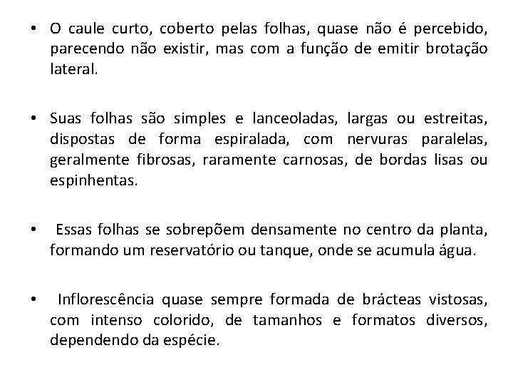  • O caule curto, coberto pelas folhas, quase não é percebido, parecendo não