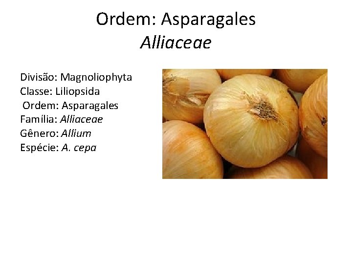 Ordem: Asparagales Alliaceae Divisão: Magnoliophyta Classe: Liliopsida Ordem: Asparagales Família: Alliaceae Gênero: Allium Espécie: