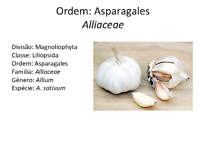 Ordem: Asparagales Alliaceae Divisão: Magnoliophyta Classe: Liliopsida Ordem: Asparagales Família: Alliaceae Gênero: Allium Espécie: