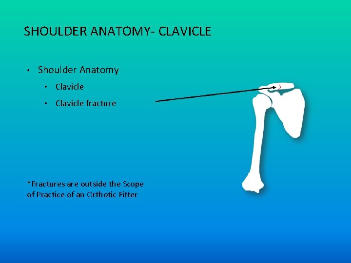 SHOULDER ANATOMY- CLAVICLE • Shoulder Anatomy • Clavicle fracture *Fractures are outside the Scope SHOULDER ANATOMY- CLAVICLE • Shoulder Anatomy • Clavicle fracture *Fractures are outside the Scope