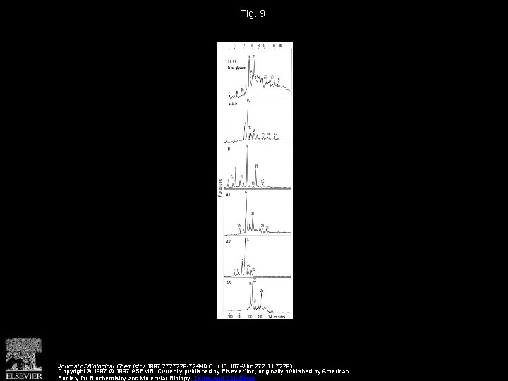Fig. 9 Journal of Biological Chemistry 1997 2727229 -7244 DOI: (10. 1074/jbc. 272. 11.