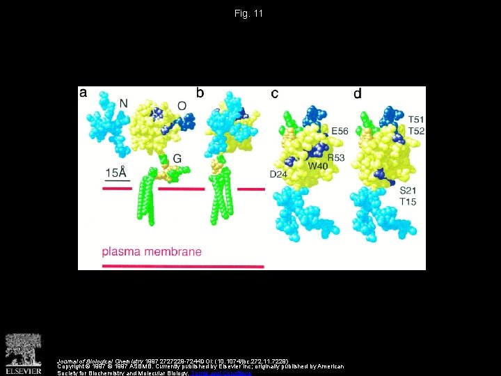 Fig. 11 Journal of Biological Chemistry 1997 2727229 -7244 DOI: (10. 1074/jbc. 272. 11.