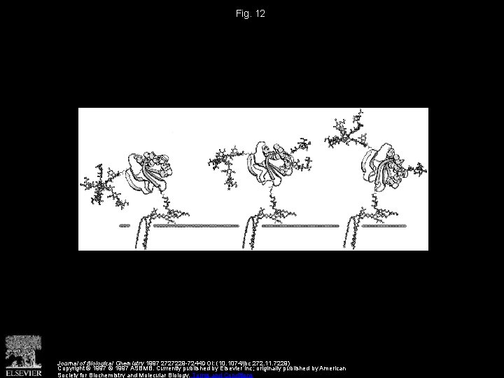 Fig. 12 Journal of Biological Chemistry 1997 2727229 -7244 DOI: (10. 1074/jbc. 272. 11.