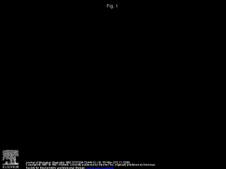 Fig. 1 Journal of Biological Chemistry 1997 2727229 -7244 DOI: (10. 1074/jbc. 272. 11.