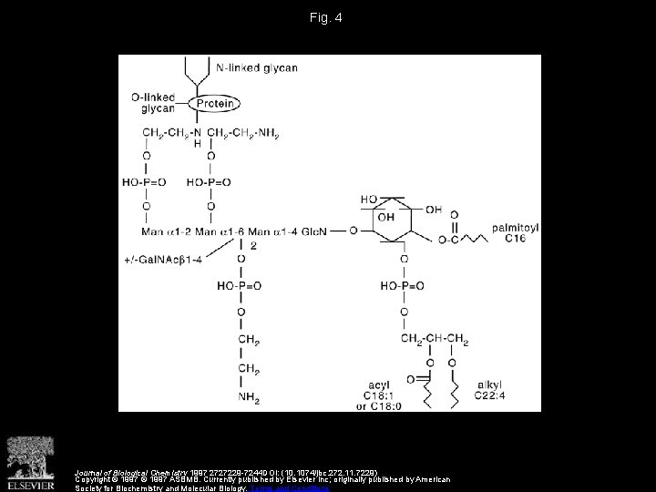 Fig. 4 Journal of Biological Chemistry 1997 2727229 -7244 DOI: (10. 1074/jbc. 272. 11.