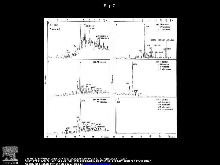 Fig. 7 Journal of Biological Chemistry 1997 2727229 -7244 DOI: (10. 1074/jbc. 272. 11.