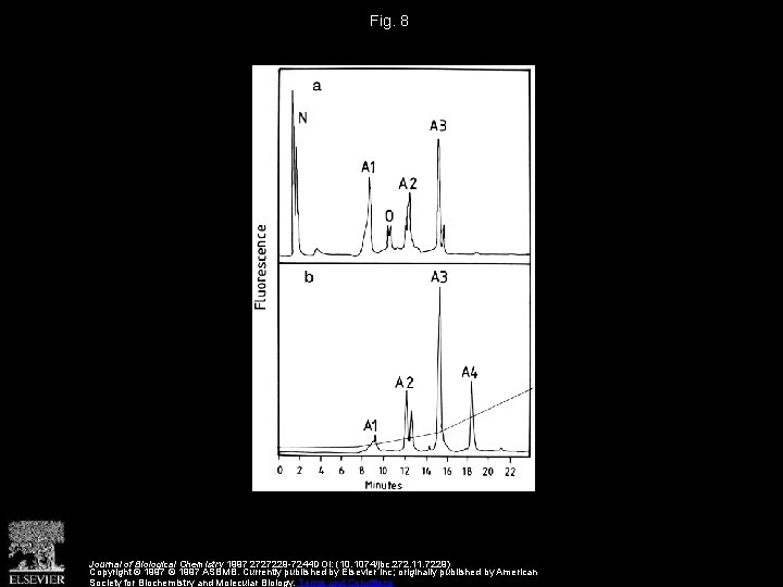 Fig. 8 Journal of Biological Chemistry 1997 2727229 -7244 DOI: (10. 1074/jbc. 272. 11.