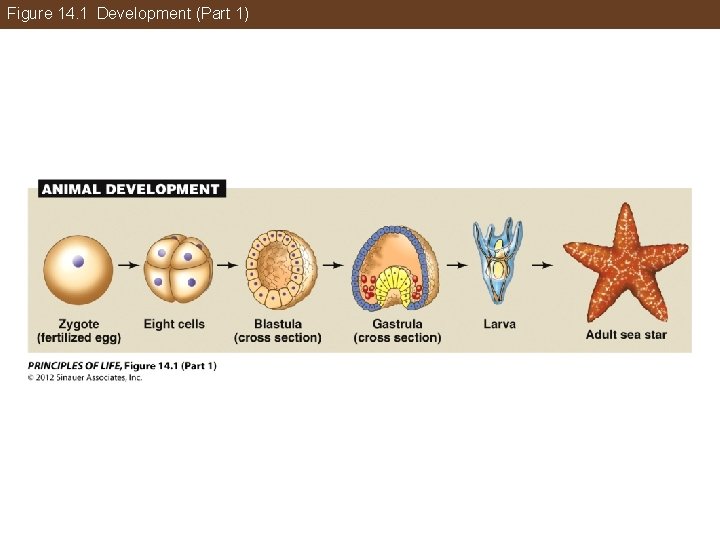 Figure 14. 1 Development (Part 1) 