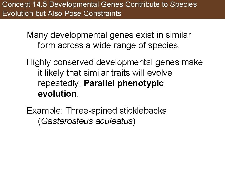 Concept 14. 5 Developmental Genes Contribute to Species Evolution but Also Pose Constraints Many