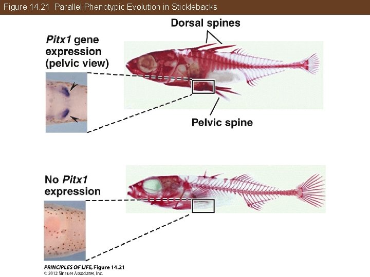 Figure 14. 21 Parallel Phenotypic Evolution in Sticklebacks 