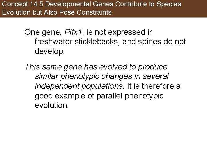 Concept 14. 5 Developmental Genes Contribute to Species Evolution but Also Pose Constraints One