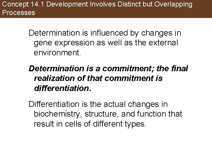 Concept 14. 1 Development Involves Distinct but Overlapping Processes Determination is influenced by changes