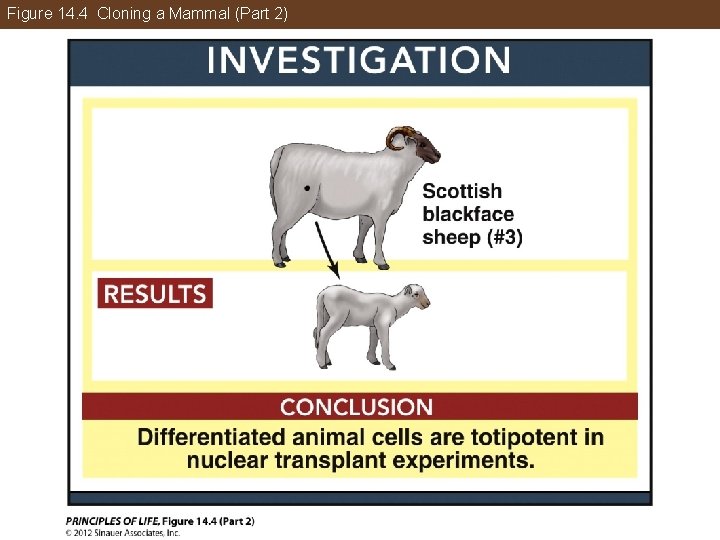 Figure 14. 4 Cloning a Mammal (Part 2) 