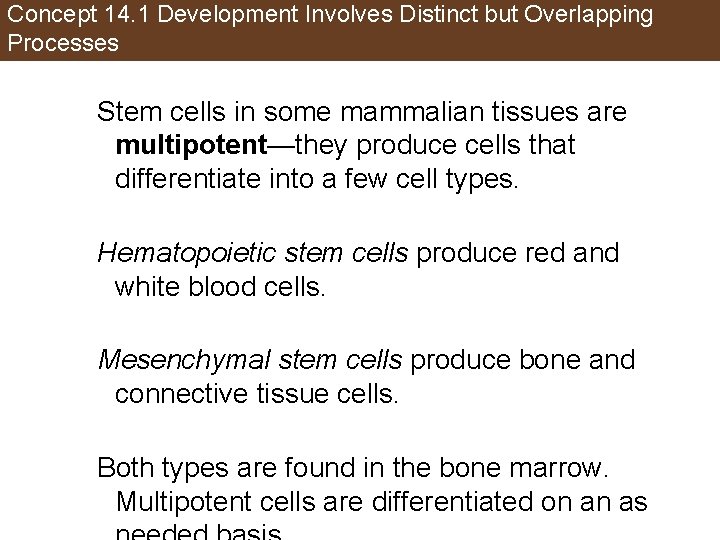 Concept 14. 1 Development Involves Distinct but Overlapping Processes Stem cells in some mammalian