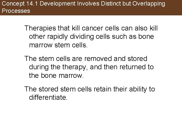 Concept 14. 1 Development Involves Distinct but Overlapping Processes Therapies that kill cancer cells