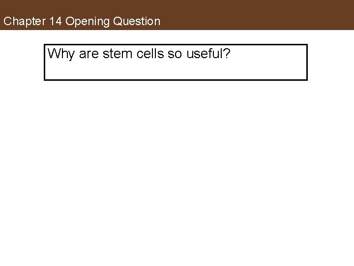 Chapter 14 Opening Question Why are stem cells so useful? 