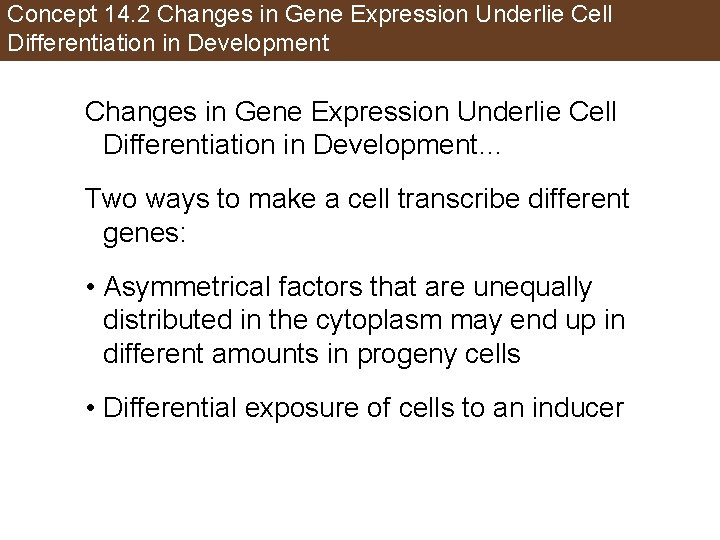 Concept 14. 2 Changes in Gene Expression Underlie Cell Differentiation in Development… Two ways