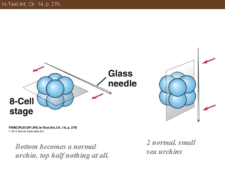 In-Text Art, Ch. 14, p. 270 Bottom becomes a normal urchin, top half nothing